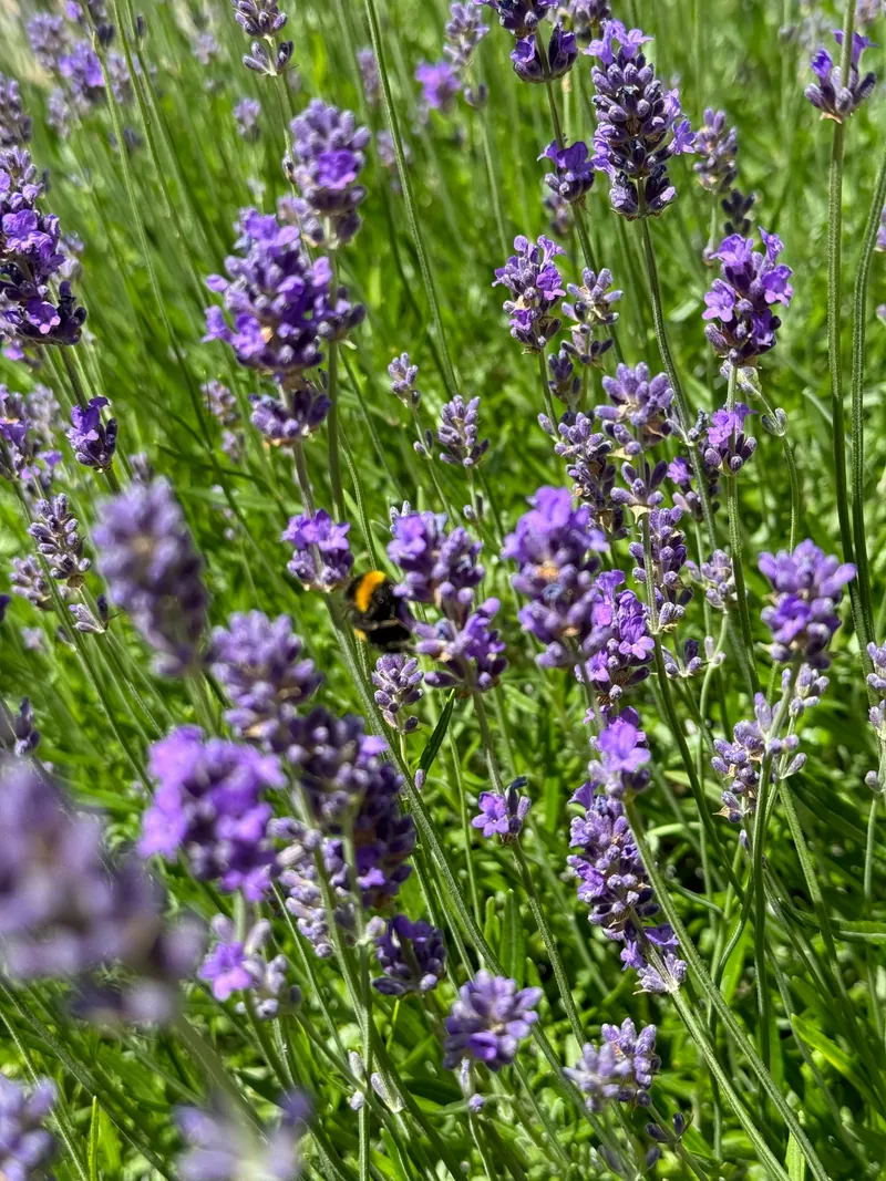 Abeille sur lavande